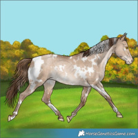 Horse Color:White Spotted Brown Pearl Dun Appaloosa Rabicano 