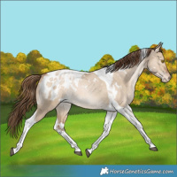 Horse Color:White Spotted Brown Pearl Dun Tobiano Appaloosa Rabicano
