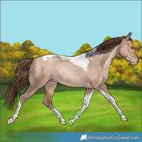 Horse Color:Brown Pearl Dun Tobiano Rabicano