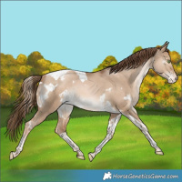 Horse Color:White Spotted Liver Red Dun Pearl Tobiano Appaloosa Rabicano