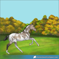 Horse Color:White Spotted Brown Dun Tobiano Appaloosa Rabicano