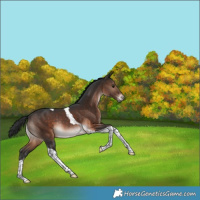 Horse Color:Brown Tobiano Rabicano