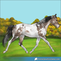Horse Color:White Spotted Brown Dun Tobiano Blanket Rabicano 