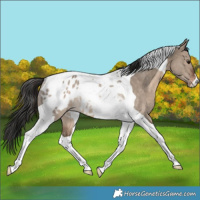 Horse Color:Brown Dun Tobiano Blanket Rabicano 
