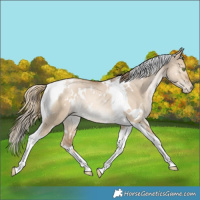 Horse Color:White Spotted Liver Red Dun Pearl Tobiano Rabicano 