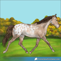 Horse Color:White Spotted Brown Pearl Dun Appaloosa Rabicano