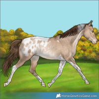 Horse Color:Brown Snowdrop Dun Tobiano Blanket Rabicano 