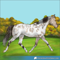 Horse Color:White Spotted Bay Dun Appaloosa Rabicano 