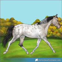 Horse Color:Brown Roan Dun Tobiano Near Leopard Rabicano 