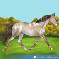 Horse Color:White Spotted Brown Pearl Dun Rabicano 