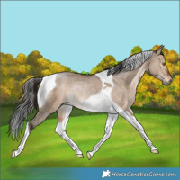 Horse Color:Brown Dun Tobiano Rabicano 