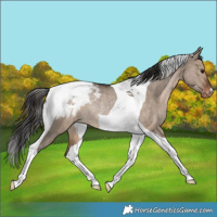 Horse Color:Brown Dun Tobiano Snowcap Rabicano