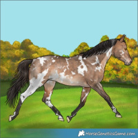 Horse Color:White Spotted Bay Dun Rabicano