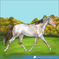 Horse Color:White Spotted Bay Roan Snowdrop Pearl Dun Blanket Rabicano 