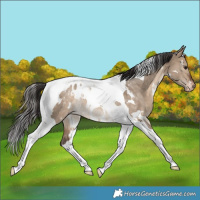 Horse Color:White Spotted Bay Dun Tobiano Appaloosa Rabicano