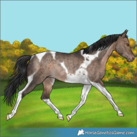 Horse Color:Brown Dun Tobiano Rabicano 