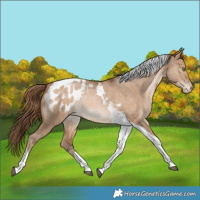 Horse Color:Brown Pearl Dun Tobiano Appaloosa Rabicano