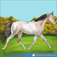 Horse Color:Bay Pearl Dun Tobiano Rabicano 