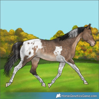 Horse Color:Bay Dun Tobiano Blanket Rabicano 