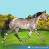 Horse Color:White Spotted Bay Dun Tobiano Rabicano 