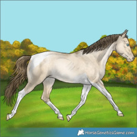 Horse Color:Buckskin Pearl Dun Tobiano Rabicano 