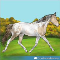 Horse Color:White Spotted Buckskin Pearl Tobiano Blanket Rabicano 