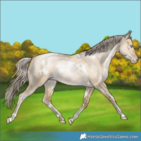 Horse Color:White Spotted Chocolate Palomino Pearl Dun Rabicano