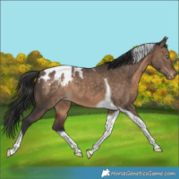 Horse Color:Bay Dun Tobiano Blanket Rabicano 