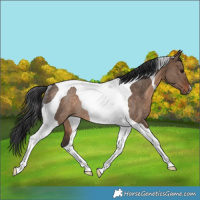 Horse Color:Brown Dun Tobiano Rabicano
