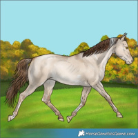 Horse Color:White Spotted Liver Red Dun Pearl Rabicano 