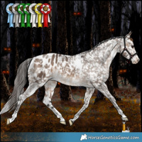 Horse Color:White Spotted Bay Dun Blanket Rabicano 