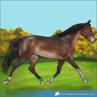 Horse Color:Bay Tobiano Rabicano 