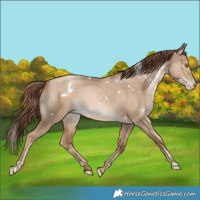 Horse Color:White Spotted Liver Red Dun Pearl Rabicano 