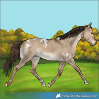 Horse Color:White Spotted Liver Red Dun Rabicano 