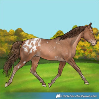 Horse Color:White Spotted Bay Pearl Appaloosa Rabicano 