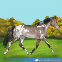 Horse Color:White Spotted Bay Dun Blanket Rabicano 