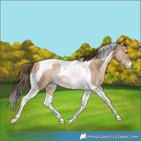 Horse Color:Brown Pearl Dun Tobiano Rabicano 