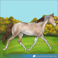 Horse Color:Bay Pearl Dun Tobiano Rabicano 