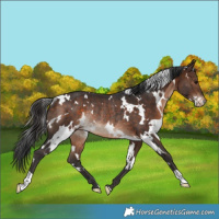 Horse Color:White Spotted Bay Varnish Rabicano 