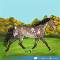 Horse Color:White Spotted Bay Dun Varnish Rabicano 