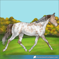 Horse Color:White Spotted Bay Pearl Dun Appaloosa Rabicano 
