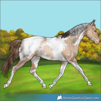 Horse Color:White Spotted Bay Pearl Dun Tobiano Appaloosa Rabicano
