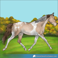 Horse Color:Bay Pearl Dun Tobiano Appaloosa Rabicano