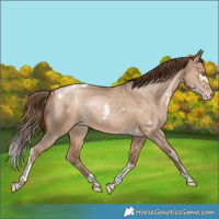 Horse Color:White Spotted Bay Snowdrop Dun Tobiano Varnish Rabicano 