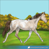 Horse Color:White Spotted Bay Pearl Dun Tobiano Rabicano