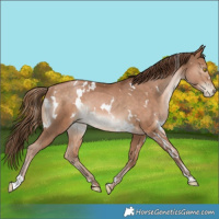 Horse Color:White Spotted Bay Pearl Rabicano 