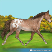 Horse Color:Bay Pearl Tobiano Appaloosa Rabicano