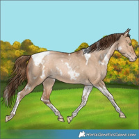 Horse Color:White Spotted Bay Snowdrop Dun Tobiano Snowflake Varnish Rabicano 