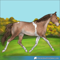 Horse Color:Bay Pearl Tobiano Appaloosa Rabicano 