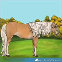Horse Color:Palomino